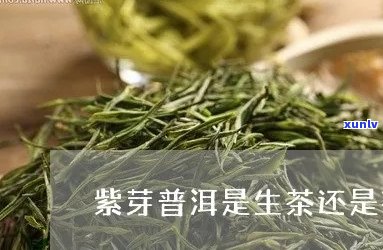 紫芽是生茶还是熟茶