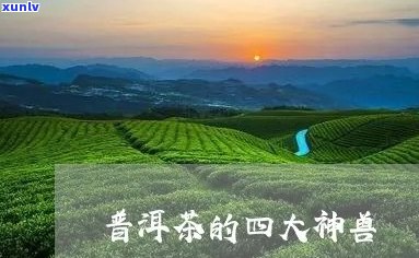 四大神兽普洱茶