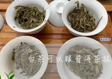 白茶和普洱茶放一起泡