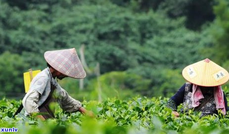 普洱茶跟绿茶的区别