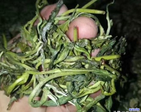 熟普洱茶喝会上火吗