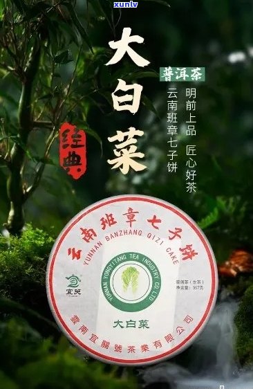 普洱茶大白菜的来历