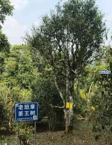 古树普洱茶产地什么地方