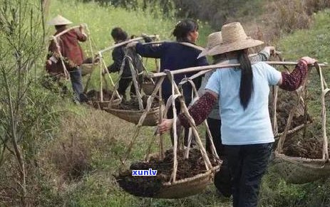 熟普洱茶发酵后坏处