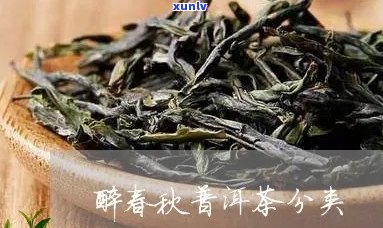 醉春秋普洱茶功效与作用