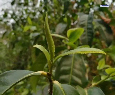 普洱茶中的小树枝