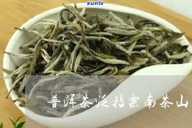 普洱茶是山茶吗吗为什么