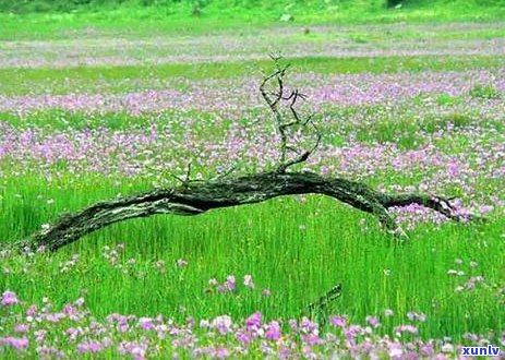 大雪山茶泡几泡就没味道