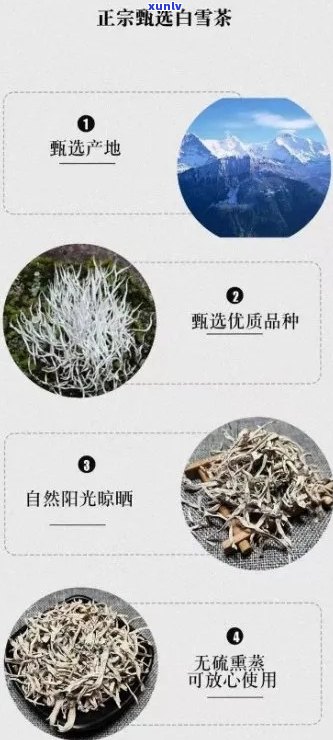 冰茶是什么样子白雪茶是什么茶类