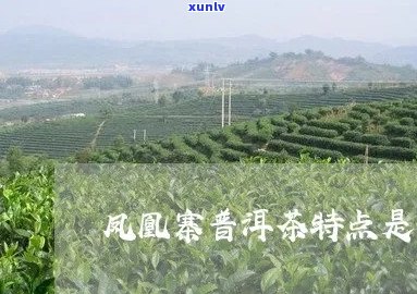 墨江凤凰岭普洱茶特点和功效