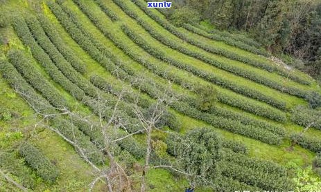 高山云雾茶的口味