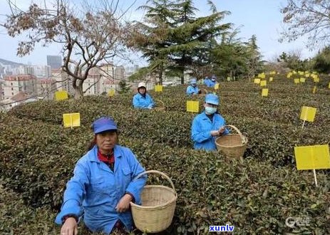 高山云雾茶的口味