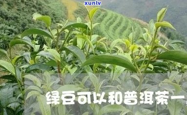 绿豆和普洱茶一起喝吗