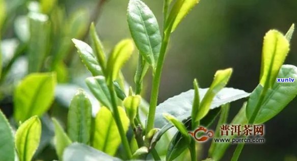 东白春芽是什么茶