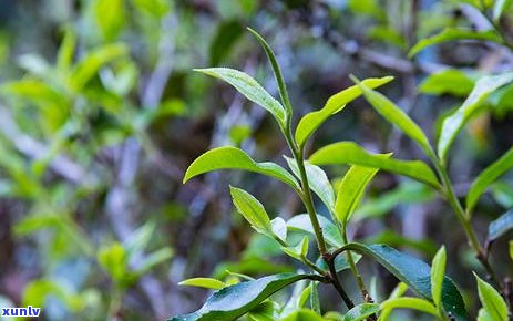 三大高香普洱茶排名榜前十名