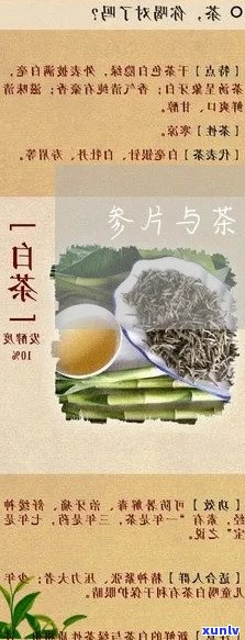 参和茶叶可以一起泡吗