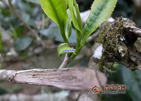 什么普洱茶梗比较大