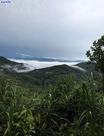 普洱茶适合什么化肥