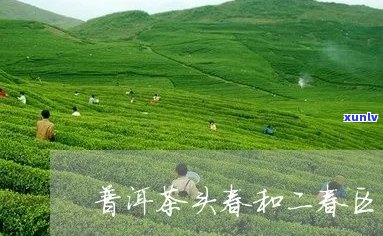 普洱茶头春和二春区别