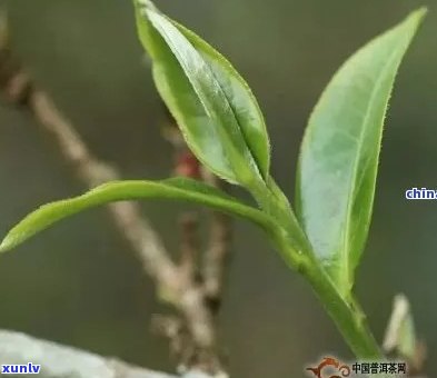 普洱茶头春和二春区别