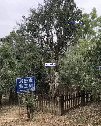 老班章茶王树春价格