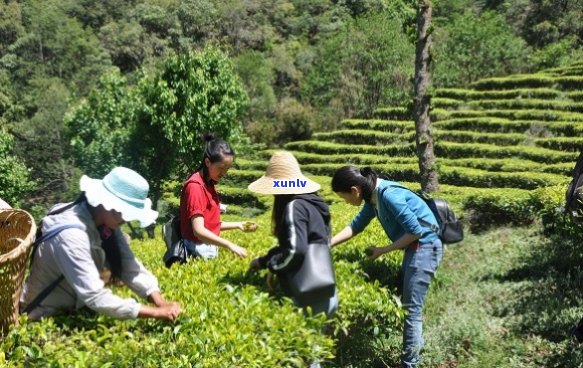 普洱茶采茶教学