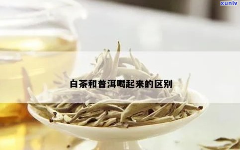 白茶和普洱茶哪个更利尿