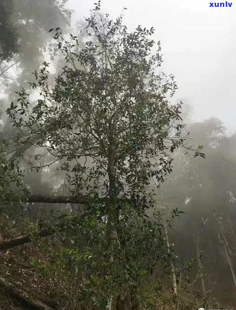 铜箐河普洱茶香气