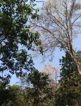 铜箐河普洱茶香气