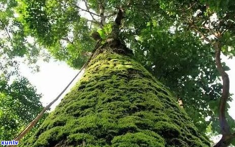 普洱茶三国森饼