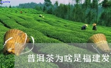 普洱茶之是福建人吗