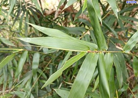 茶叶花晒干可以泡茶喝吗