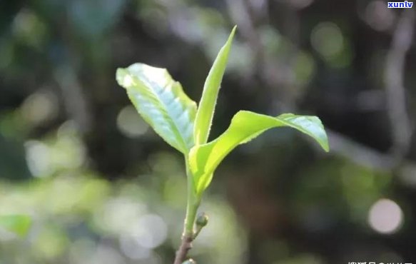 单株普洱茶好不好