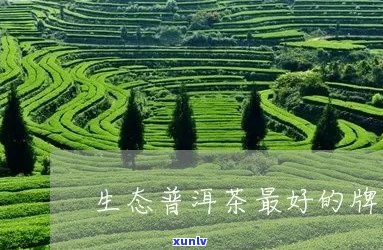 哪个普洱茶是生态有机