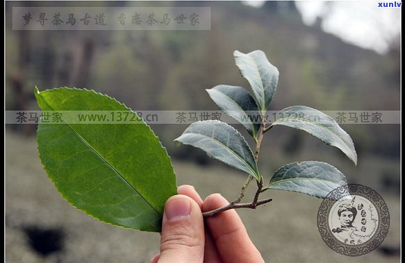 茶马世家普洱茶饼