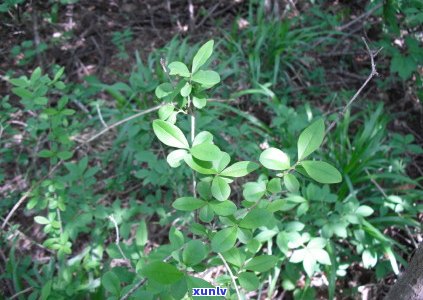 崂山野茶是什么茶