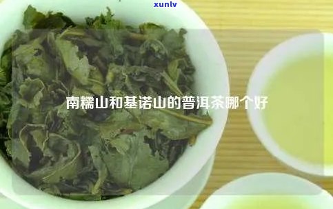 南糯山的茶怎么样