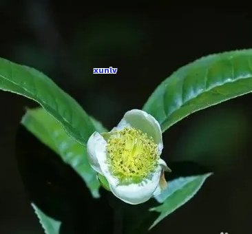 茶树花可以泡水喝吗