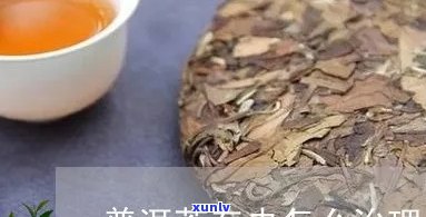 普洱茶招虫子怎么办