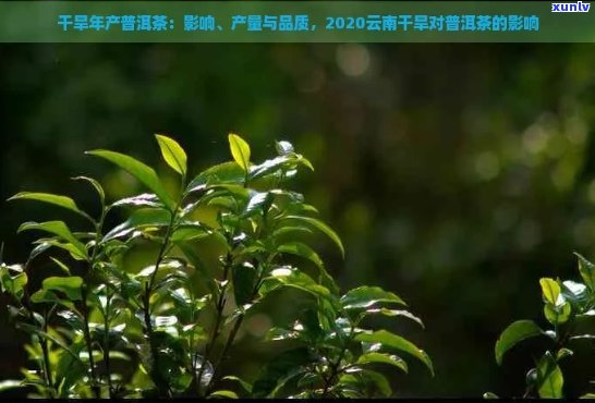 2020普洱茶干旱