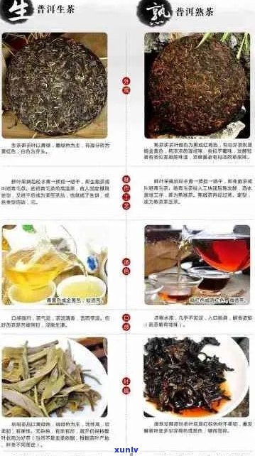 熟普洱茶的31种