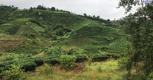 云南彝良县将军山普洱茶