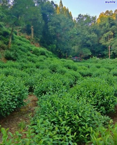 十亩山能种多少茶叶