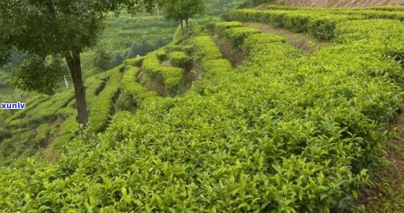 十亩山能种多少茶叶