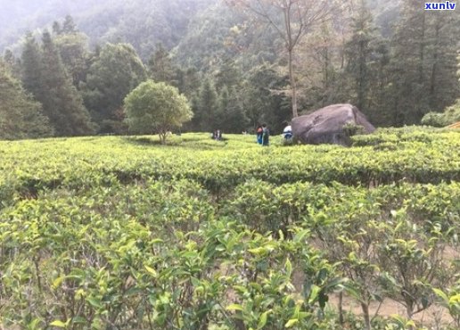 十亩山能种多少茶叶