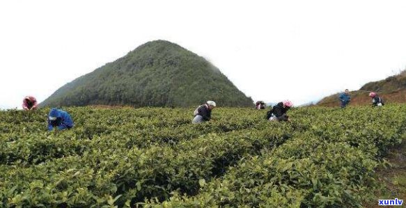 十亩山能种多少茶叶