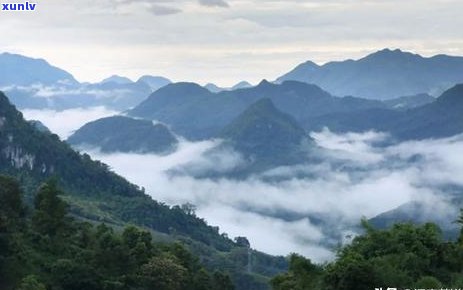 普洱茶的印度号代表什么意思？普洱茶号级和印级分别是什么含义？