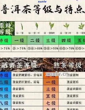 探究普洱茶的号级与印级':一种质量等级制度的深度解析