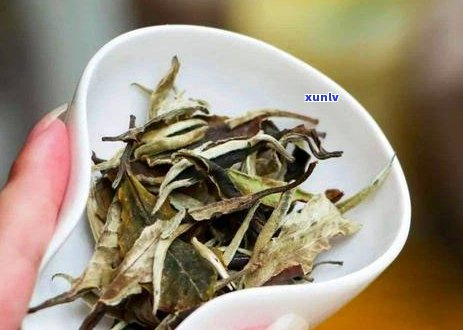 普洱茶毫的含义及其对茶叶品质的影响：探索茶毫背后的科学与文化