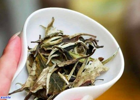 普洱茶的茶毫：数量、品质与饮用的相关问题